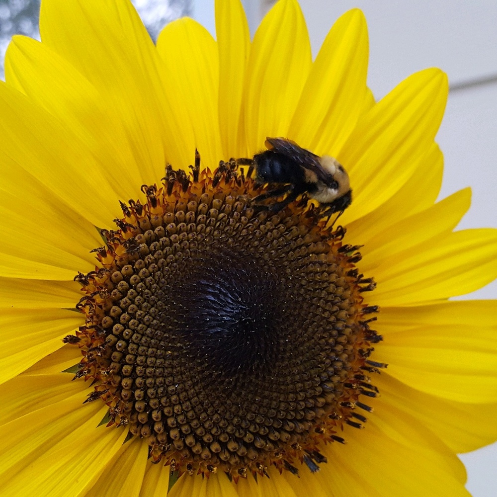 Meet your Posher, Kristine